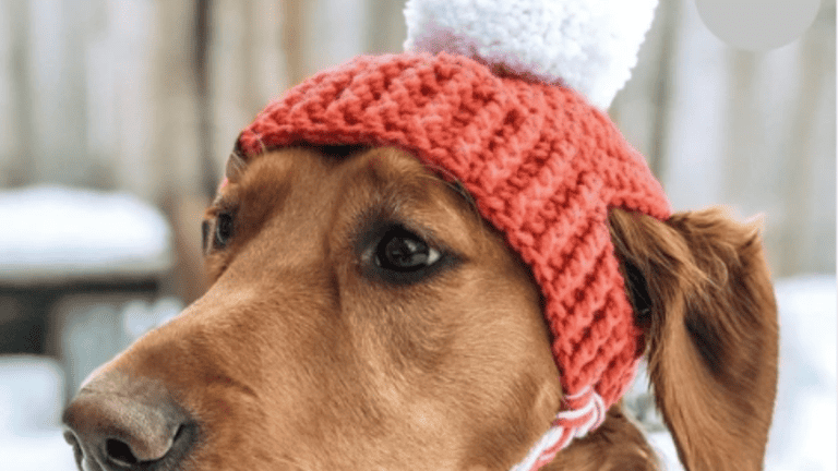 5 Crochet Hats For Dogs Patterns Easy And Cute To Make