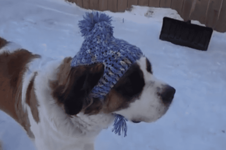 Free Crochet Dog Hat